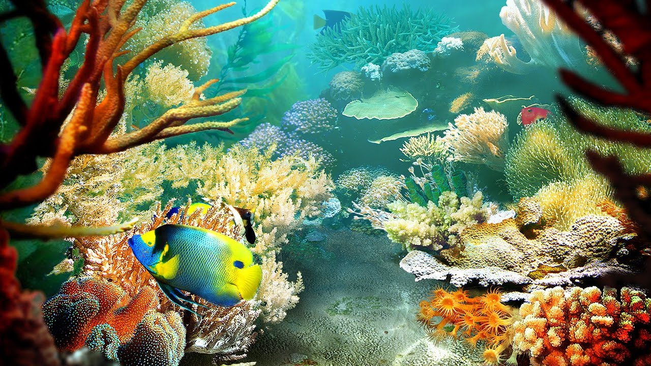 free 3d fish aquarium screensaver
